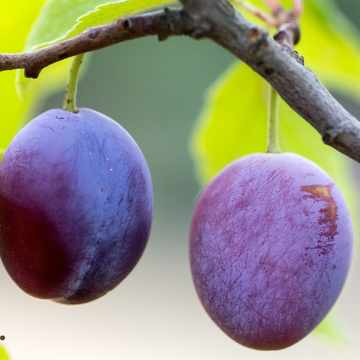 Kakadu PLum Extract