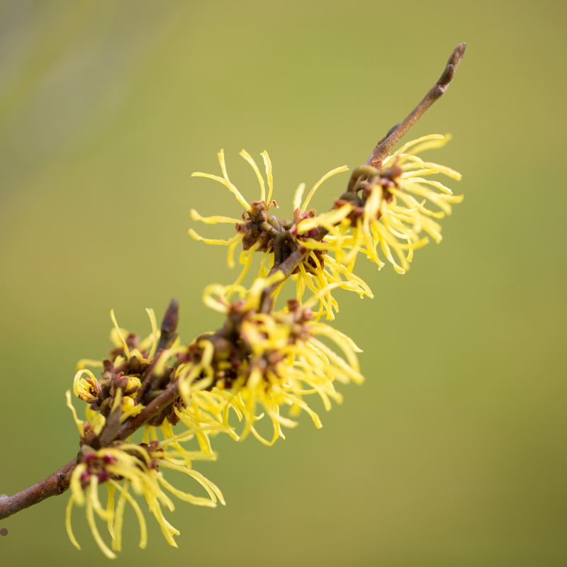 Witch Hazel