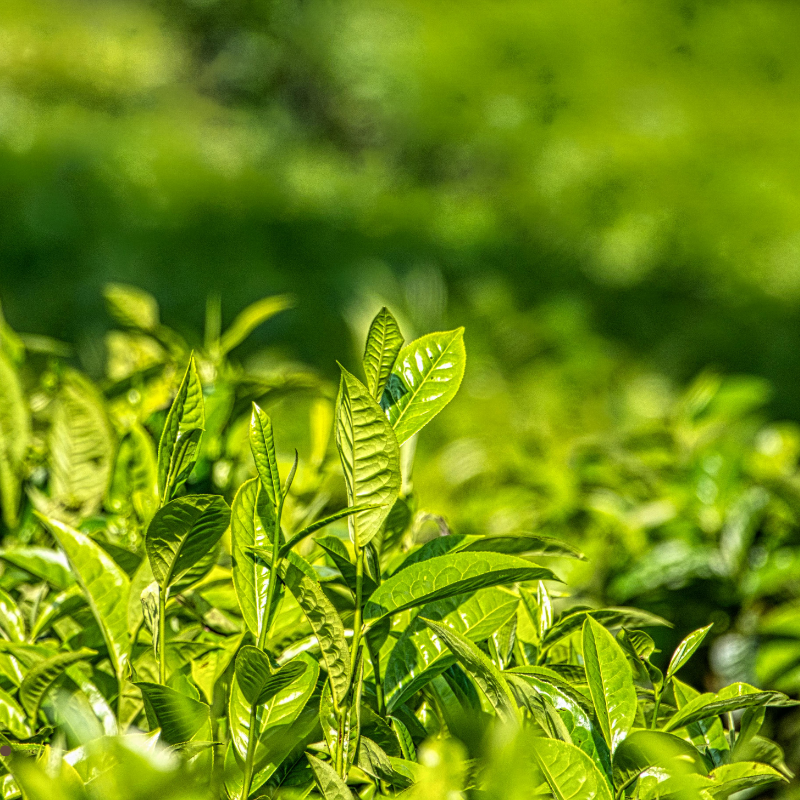 Green Tea